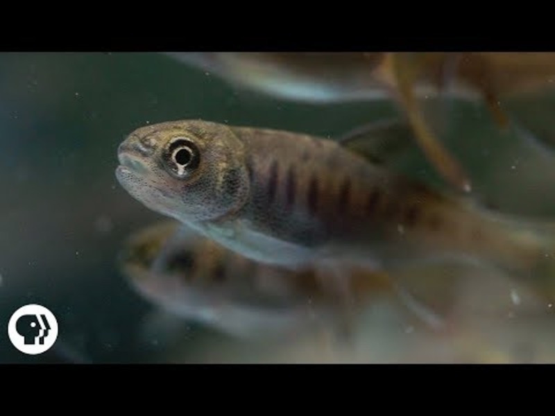 There's Something Very Fishy About These Trees ... Instructional Video