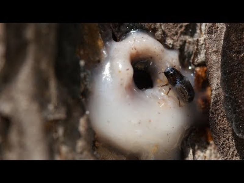 It’s a Goopy Mess When Pines and Beetles Duke it Out Instructional Video