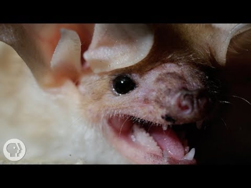 These Whispering, Walking Bats Are Onto Something Instructional Video
