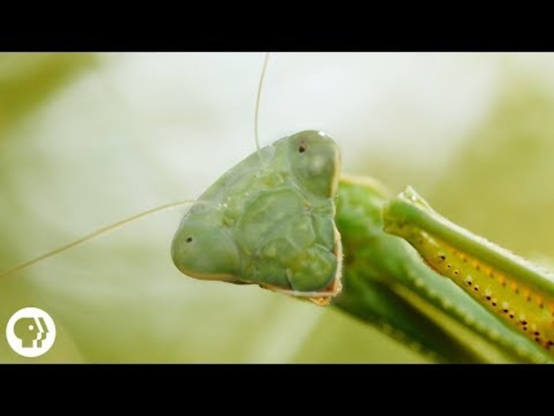 Praying Mantis Love is Waaay Weirder Than You Think Instructional Video