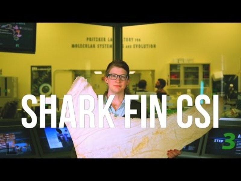 Shark Fin CSI Instructional Video