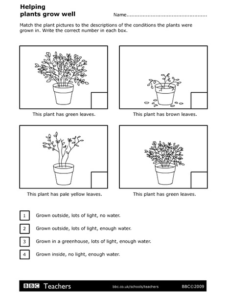 Helping Plants Grow Well Worksheet
