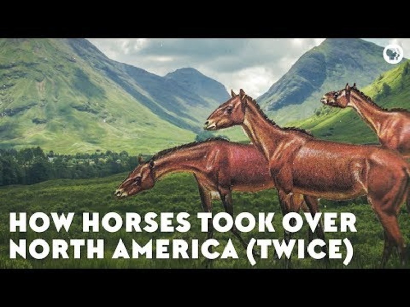 How Horses Took Over North America (Twice) Instructional Video
