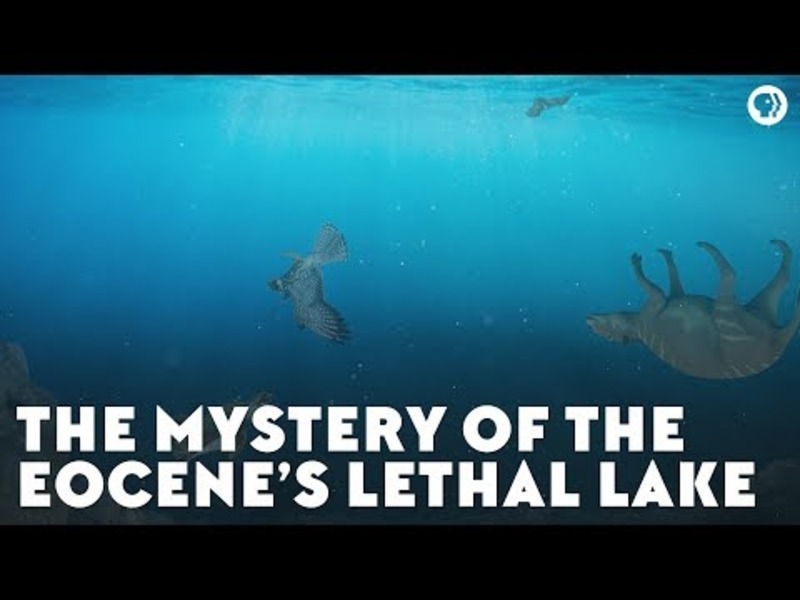 The Mystery of the Eocene’s Lethal Lake Instructional Video