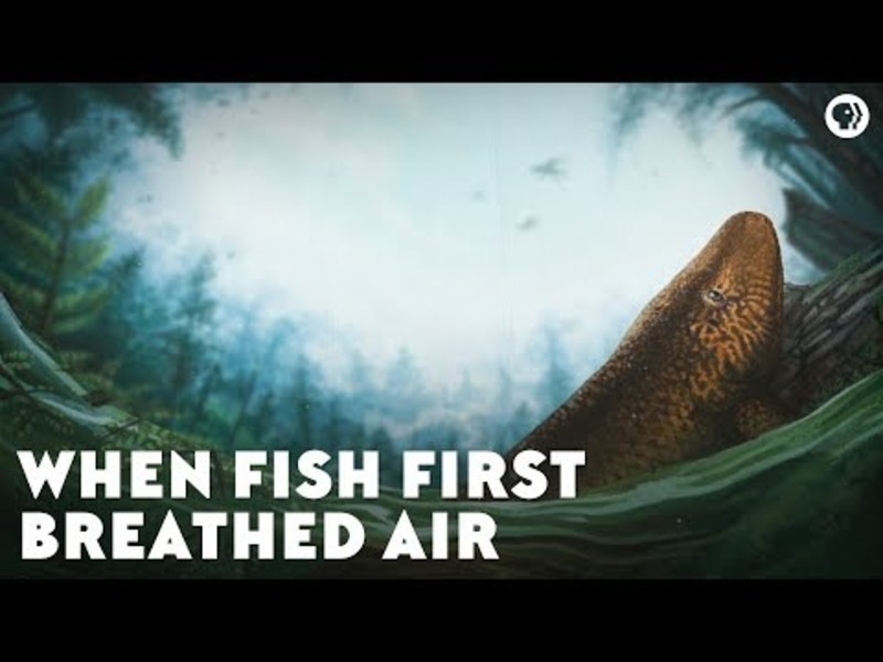 When Fish First Breathed Air Instructional Video