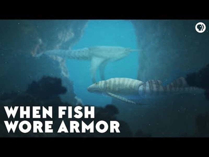 When Fish Wore Armor Instructional Video