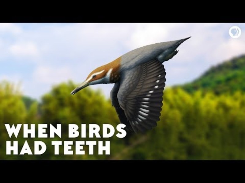 When Birds Had Teeth Instructional Video