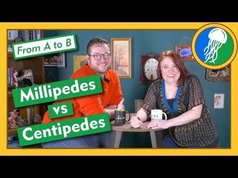 Why Are Millipedes Cuter Than Centipedes? - From A to B Instructional Video