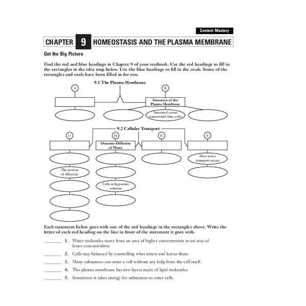 Homeostasis and the Plasma Membrane Worksheet