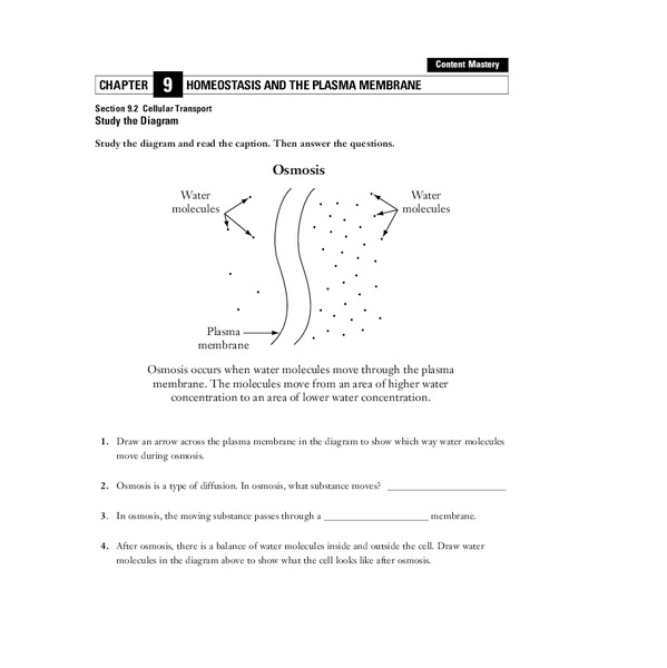 Homeostasis and the Plasma Membrane Worksheet