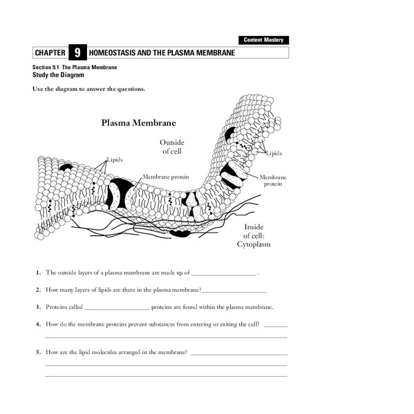 Homeostasis and the Plasma Membrane Worksheet