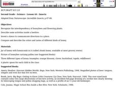 Honeybees Lesson Plan