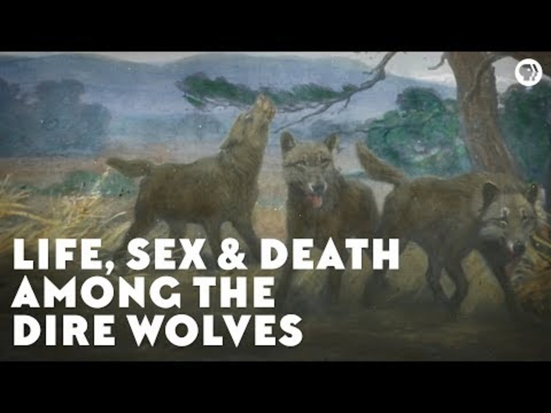 Life, Sex, and Death Among the Dire Wolves Instructional Video