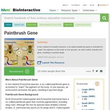 Paintbrush Gene Instructional Video