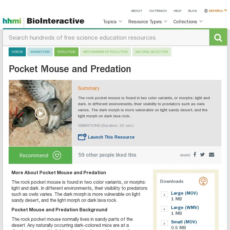 Pocket Mouse and Predation Instructional Video