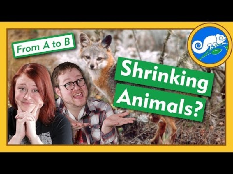 Why Are Animals Getting Smaller? - From A to B Instructional Video