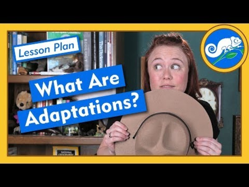What Are Adaptations? - Lesson Plan Instructional Video