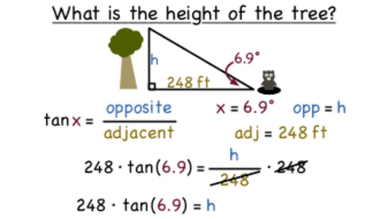 How Do You Solve a Problem Using an Angle of Elevation? Instructional Video