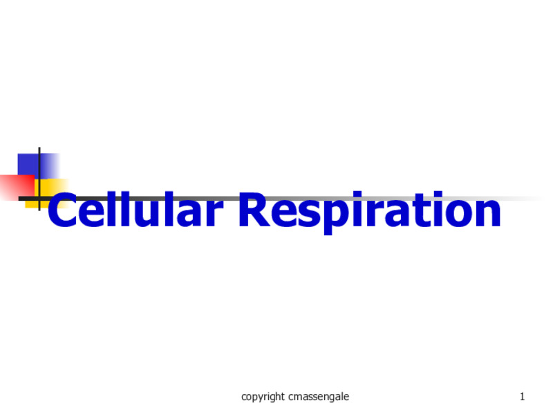 Cellular Respiration PPT