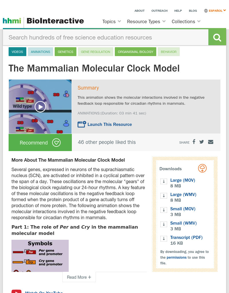 The Mammalian Molecular Clock Model Instructional Video
