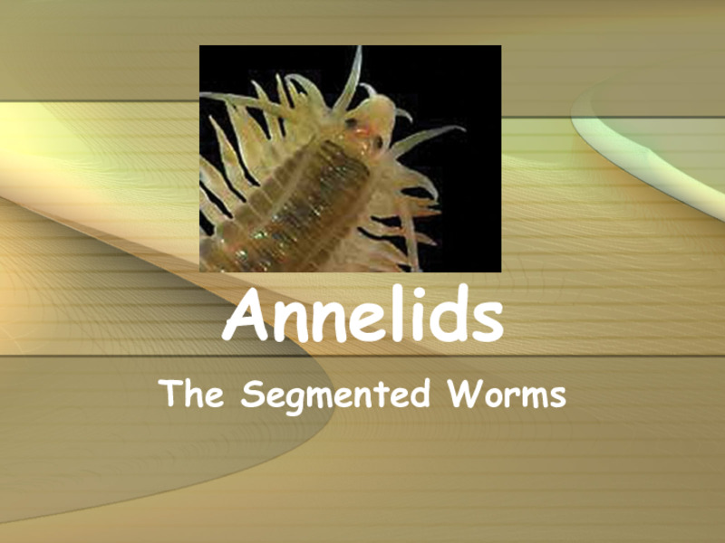 Annelids: The Segmented Worms PPT