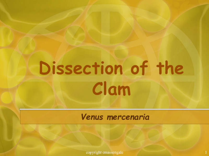 Dissection of the Clam PPT
