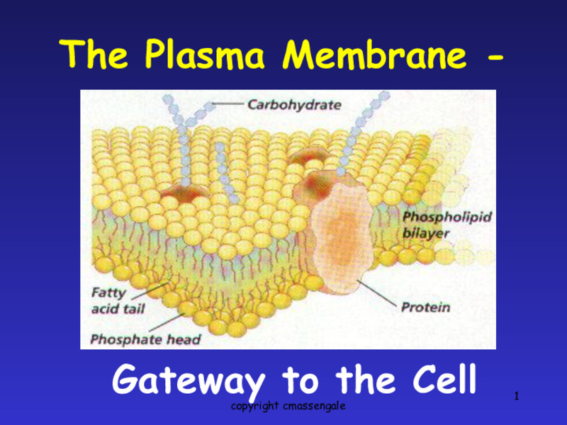 Plasma Membrane – Gateway to the Cell PPT
