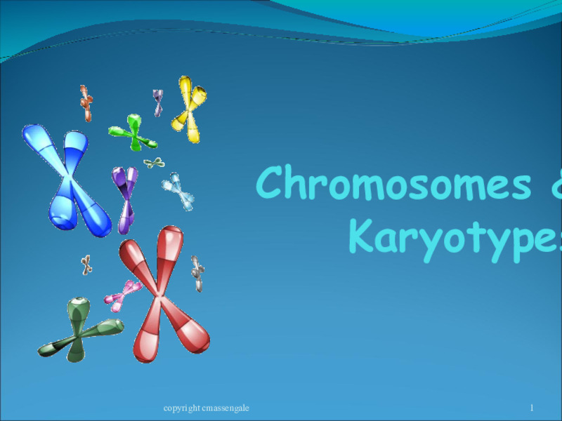 Chromosomes and Karyotypes PPT