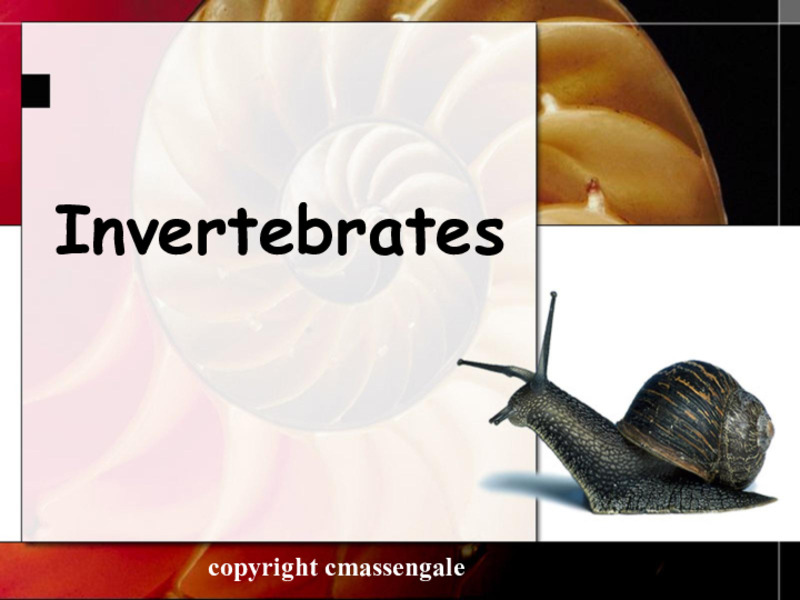 Invertebrates PPT