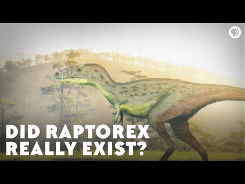 Did Raptorex Really Exist? Instructional Video