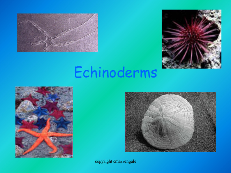 Echinoderms PPT
