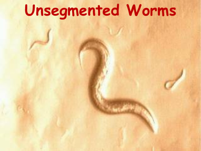 Unsegmented Worms PPT