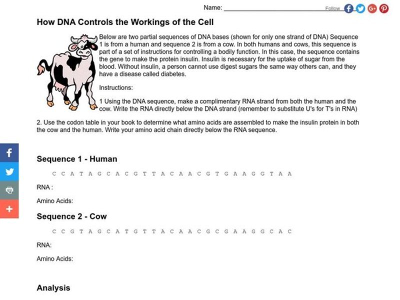 How DNA Controls the Workings of the Cell Worksheet