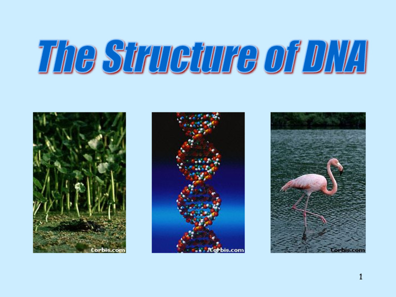 The Structure of DNA PPT