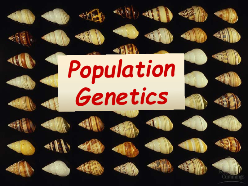 Population Genetics PPT