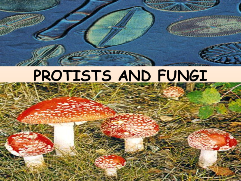 Protists and Fungi PPT