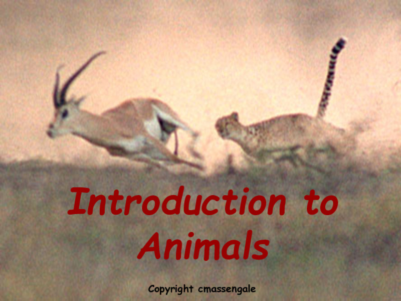 Introduction to Animals PPT