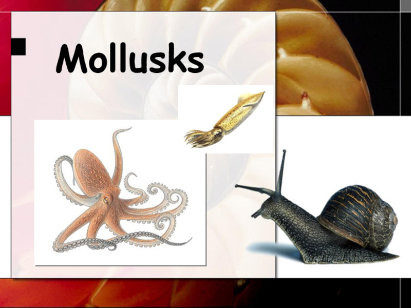 Mollusks PPT
