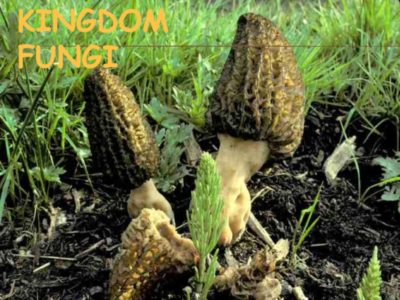 Kingdom: Fungi PPT