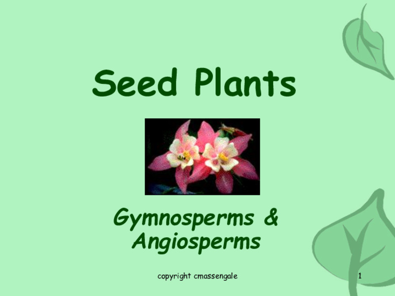 Seed Plants: Gymnosperms and Angiosperms PPT