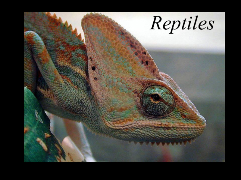 Reptiles PPT