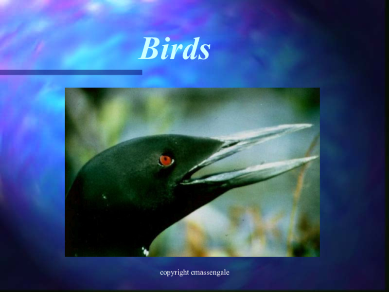 Birds PPT