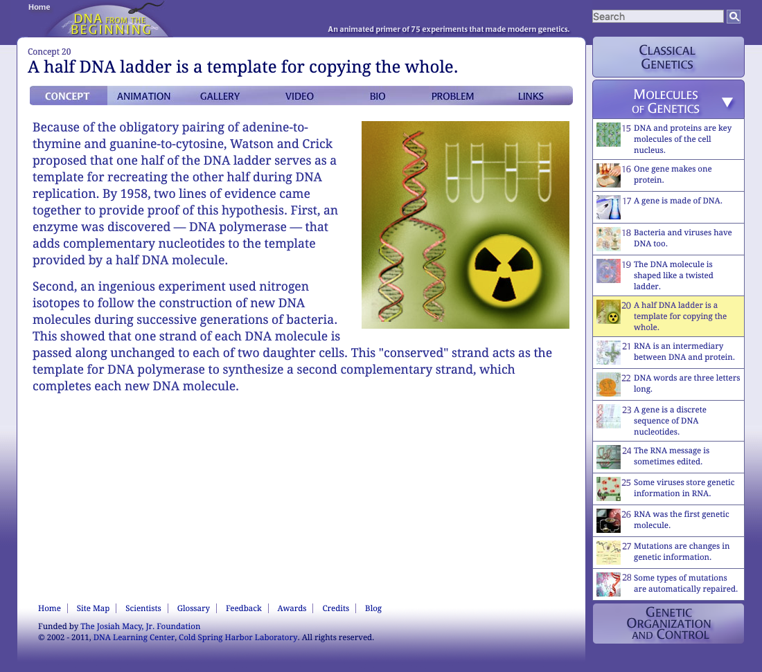 A Half DNA Ladder Is a Template for Copying the Whole Interactive