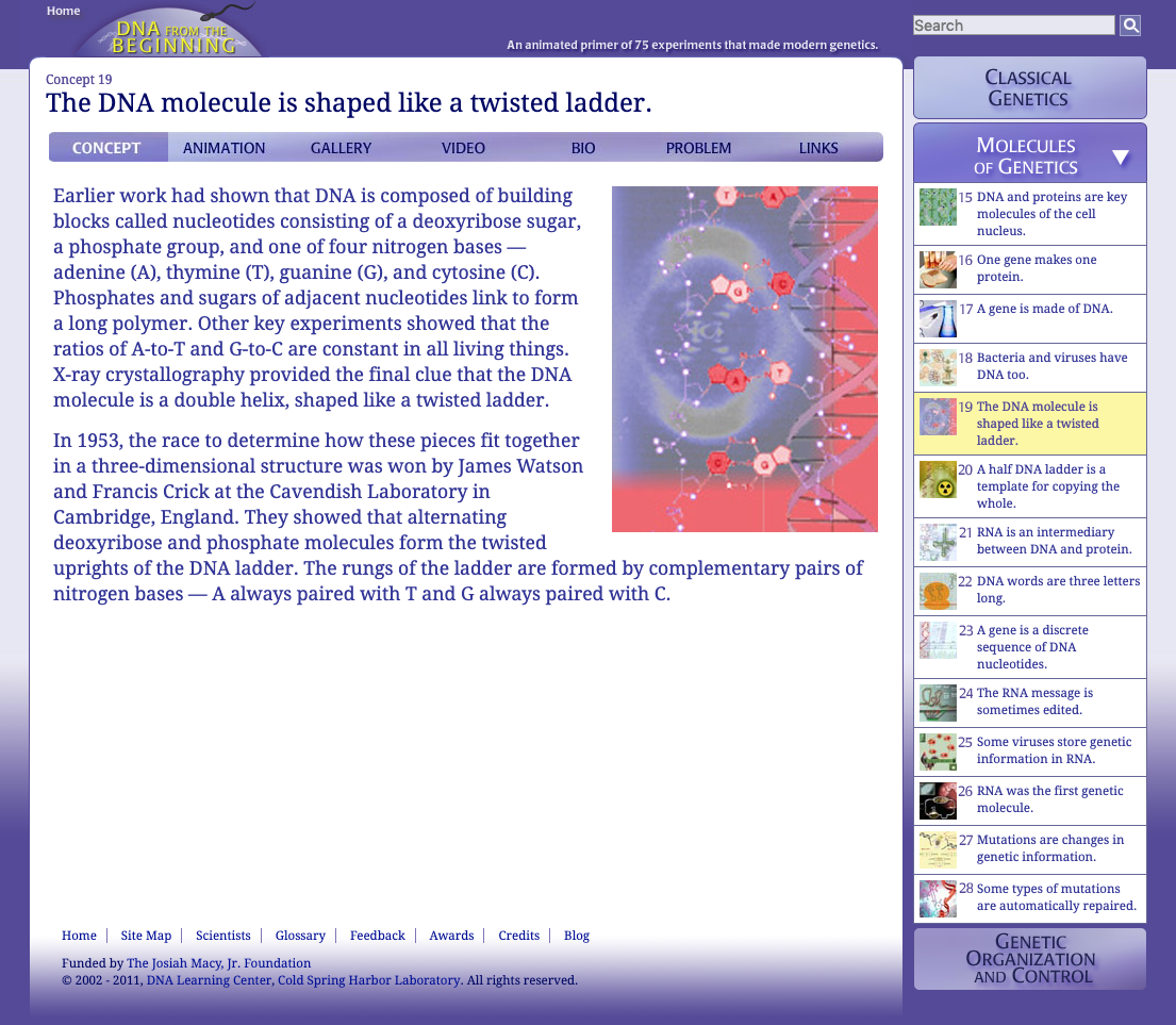 The DNA Molecule Is Shaped like a Twisted Ladder Interactive