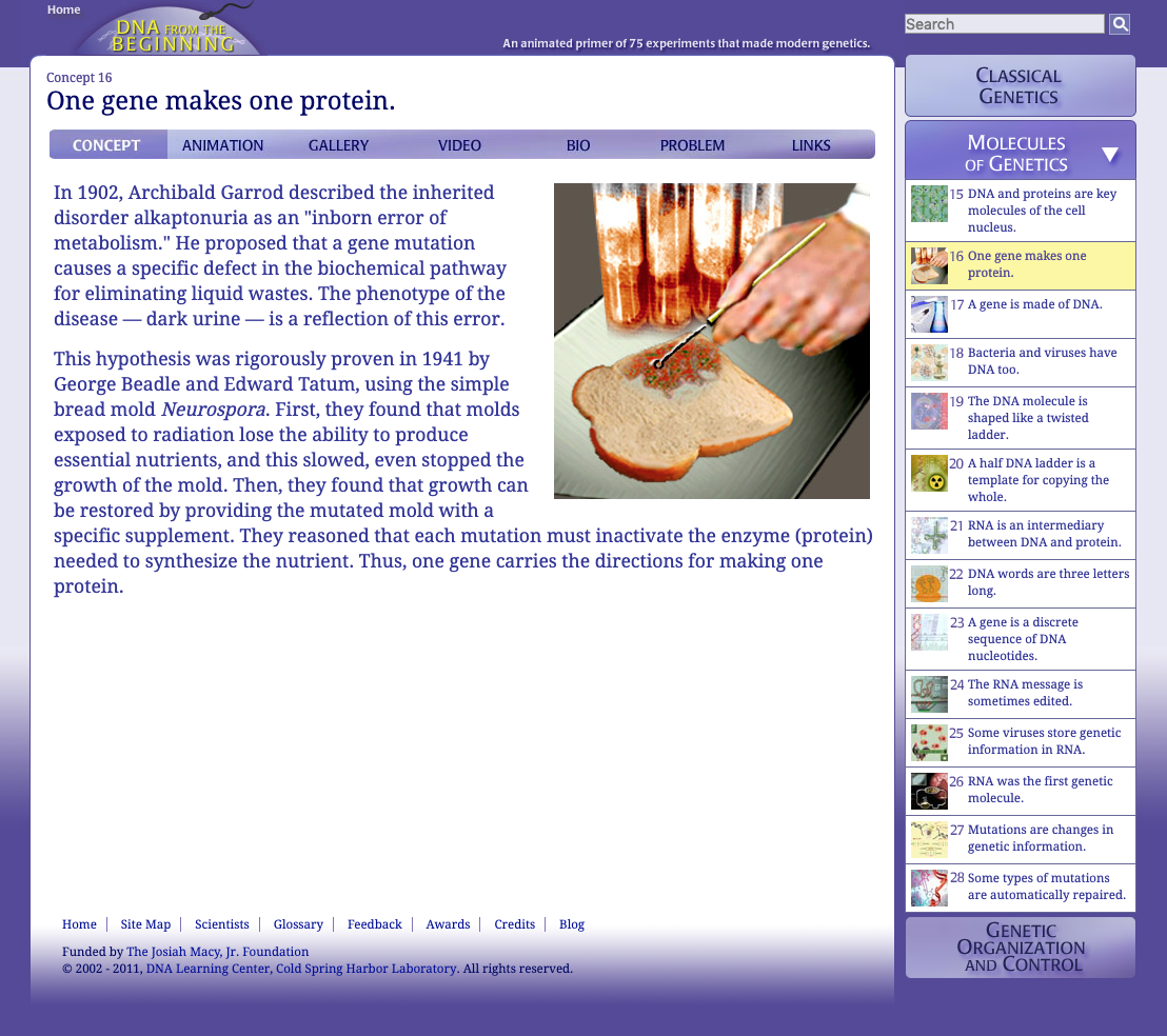 One Gene Makes One Protein Interactive