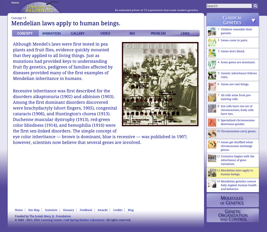 Mendelian Laws Apply to Human Beings Interactive