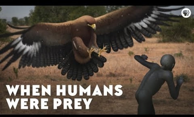 When Humans Were Prey Instructional Video