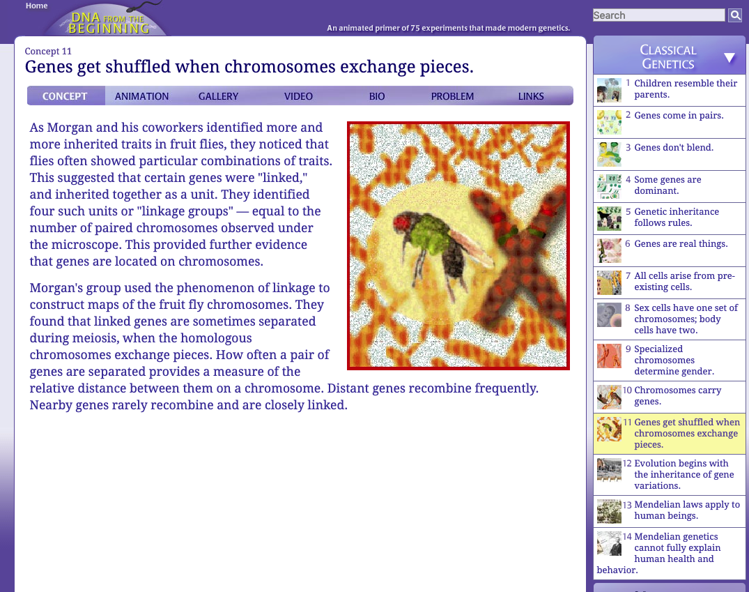 Genes Get Shuffled When Chromosomes Exchange Pieces Interactive