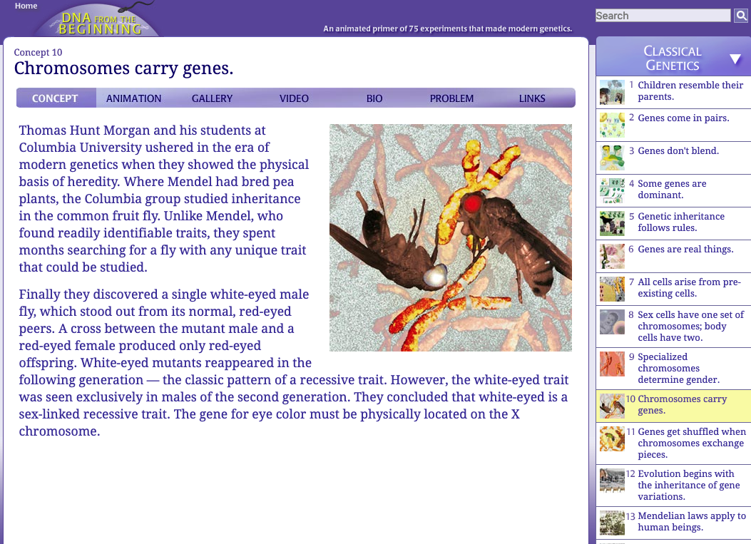 Chromosomes Carry Genes Interactive