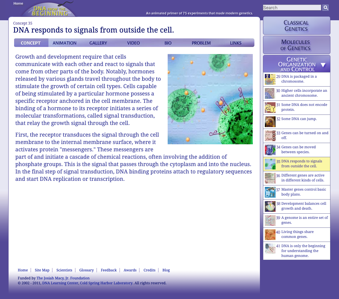 DNA Responds to Signals from Outside the Cell Interactive